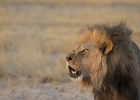 Roaring Kalahari Lion.jpg